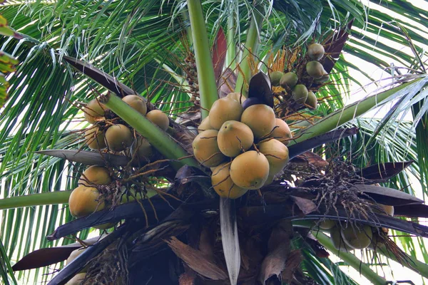 Klasar av kokosnötter på en Palm — Stockfoto