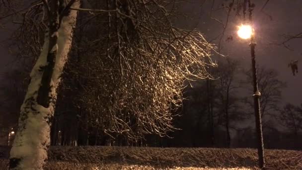 Tree with bent branches and a lamp post — Stock Video