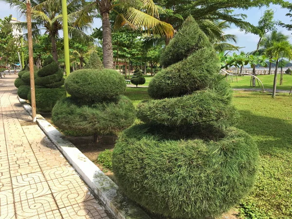 güzel kesilmiş iğne yapraklılar