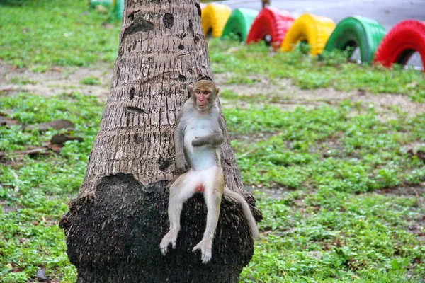 Забавная обезьяна, сидящая на дереве — стоковое фото