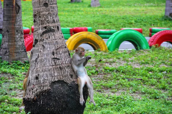 Der Affe bewundert die Maniküre — Stockfoto