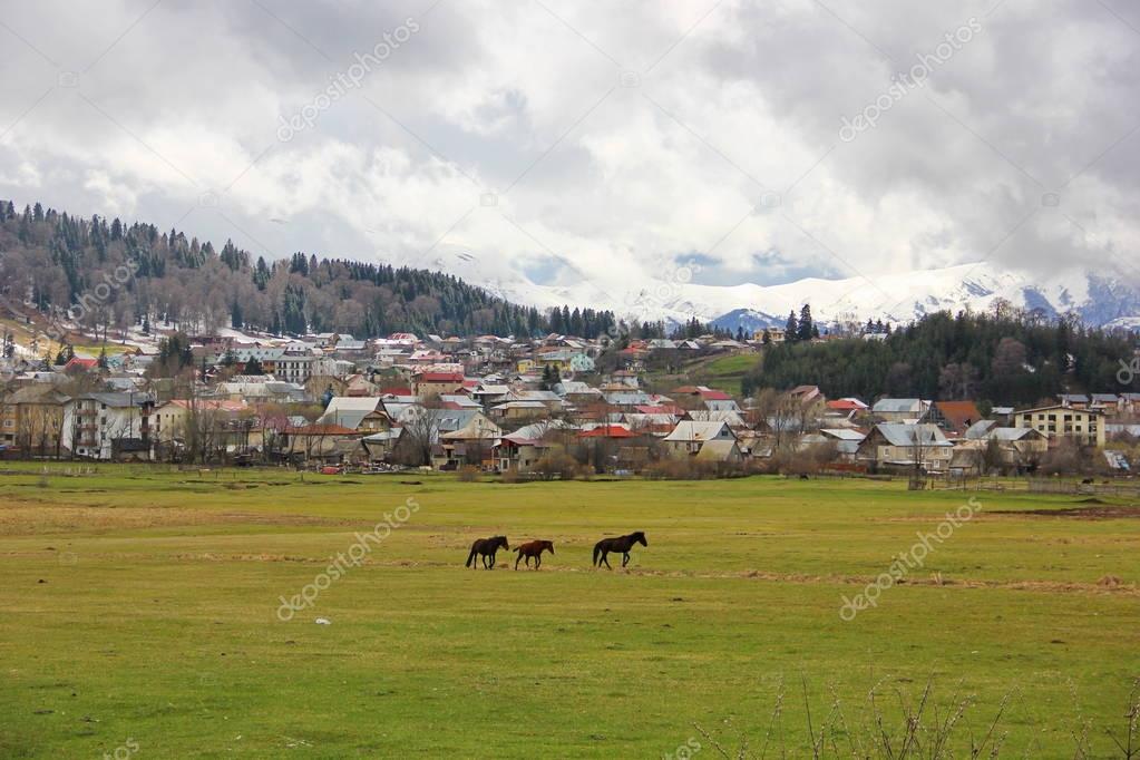 lawn with horses in the background of the city of Bakuriani