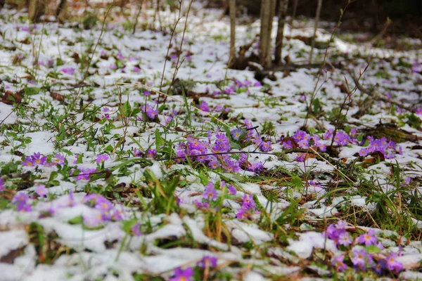 Fleurs violettes printanières dans la neige — Photo