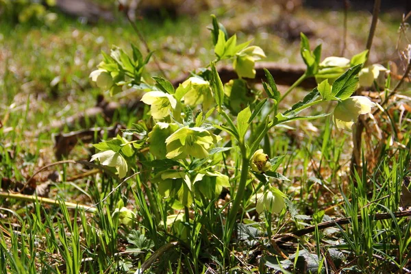 küçük bahar çiçekleri