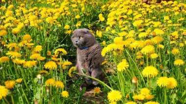 kedi dandelions arasında oturur