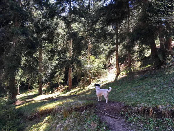 siyah noktalar ormandaki küçük beyaz köpek