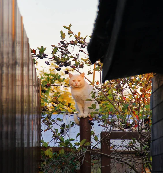 El gato se sienta en el poste — Foto de Stock
