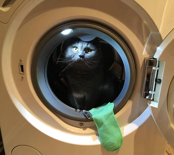 Забавный кот выглядывает из стиральной машины — стоковое фото