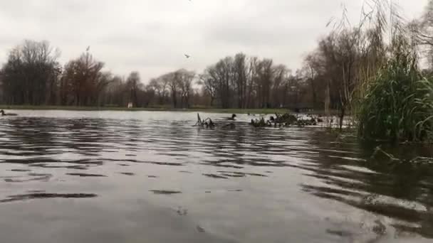 Утиный пруд окуни камеру в воду — стоковое видео