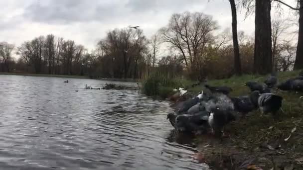 Появление Видео Воды Живой Вид Воды Городском Парке Голуби Воде — стоковое видео