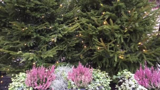 Naturlig Julgran Dekorerad Med Krans Med Gula Lamporna Framför Träden — Stockvideo