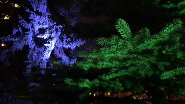 Branche Verte Pin Arbre Noël Berçant Dans Vent Couleur Saturée — Video