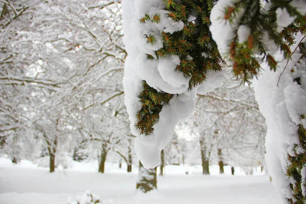 Заснеженные Ветви Хвойных Деревьев Коричневые Кончики Завернутые Завернутые Белый Снег — стоковое фото