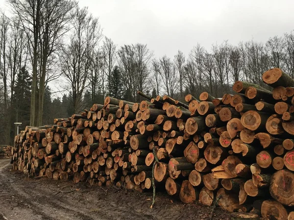 Mycket Fällda Döda Trädstammar Bakgrunden Levande Skogen Ligga Varje Annat — Stockfoto