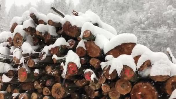 Cut Dead Tree Trunks Lie Heavy Snowfall Background Living Trees — Stock Video