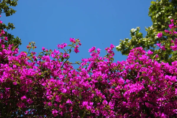 Beaucoup Fleurs Violettes Poussant Sur Mur Sur Fond Ciel Bleu — Photo