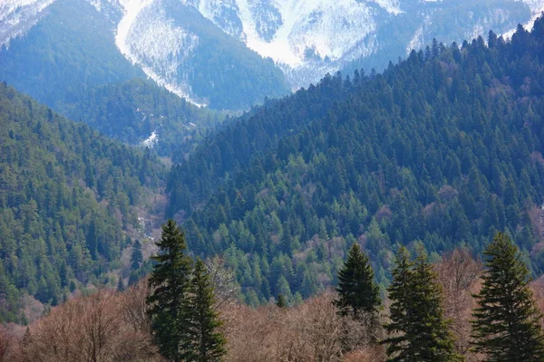Bella Vista Sulle Montagne Coperte Pini Cascate Più Livelli Gola — Foto Stock