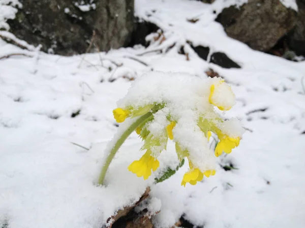 Wiosną Pierwszeństwo Nad Zima Wczesną Wiosną Żółte Kwiaty Posypany Śniegiem — Zdjęcie stockowe