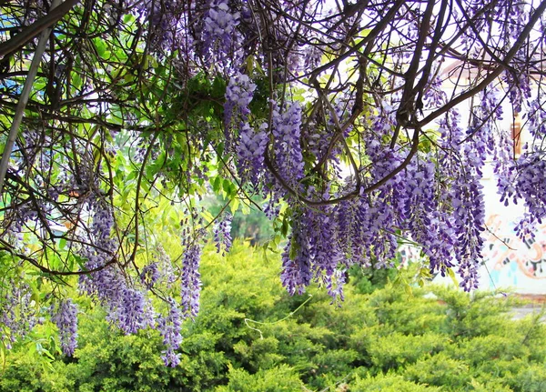 flowering Wisteria purple white flowers hanging from the branches down, spring, in the photo a lot of young juicy green foliage