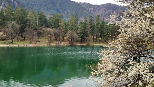 çiçek açması ağacı, beyaz çiçekler, iğne yapraklı bitki örtüsü ile uzak Dağları karşı turkuaz temiz su ile göl