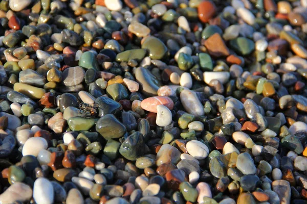 Colored Pebbles Beach Green Brown White Moistened Water Shine Shimmer — Stock Photo, Image