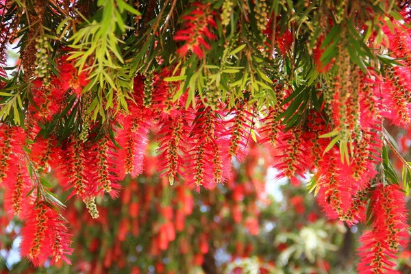 Immergrüner Baum Staudenkallistemon Zylindrische Blütenstände Leuchtend Rot Viele Hängende Blüten — Stockfoto