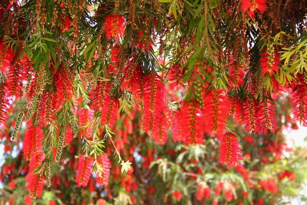 Arbre Feuilles Persistantes Callistemon Arbuste Inflorescences Cylindriques Rouge Vif Beaucoup — Photo