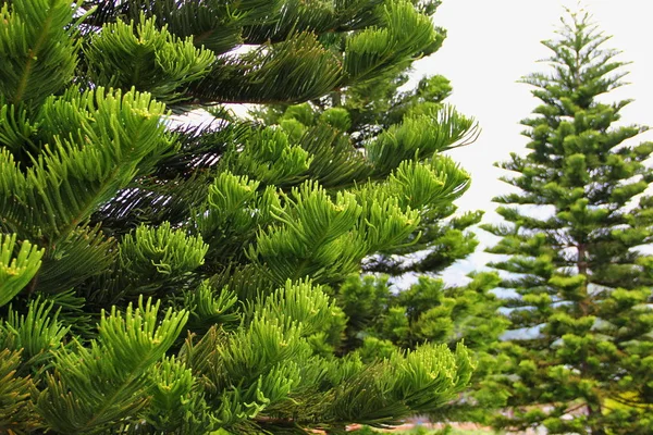 Árvore Verde Grande Bonita Araucaria Folhas Linearmente Lanceoladas Até Comprimento — Fotografia de Stock
