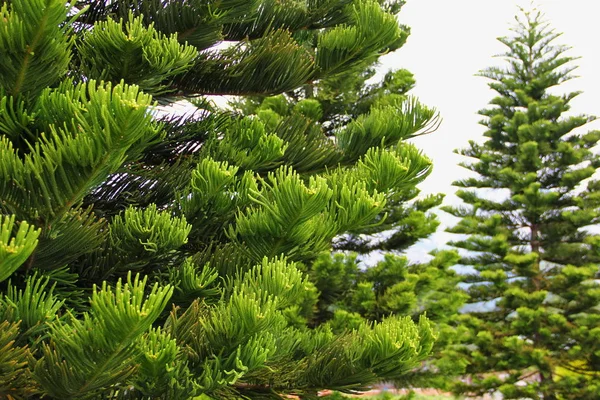 Güzel büyük yaprak dökmeyen ağaç Araucaria, yaprakları kadar doğrusal derimsi 5 cm uzunluğunda, parlak yeşil, Güney bölgelerde yetişir
