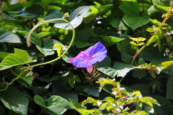 Tegen Veel Groene Bladeren Gelegen Bloem Petunia Roze Blauw Glad — Stockfoto