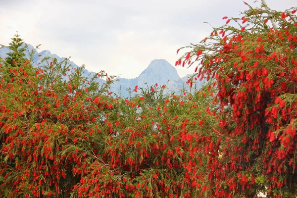 Wiecznie Zielone Drzewo Krzew Callistemon Cylindryczne Kwiatostany Jaskrawoczerwone Wiele Wiszące — Zdjęcie stockowe