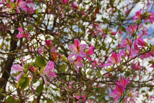 Kwitnące Migdały Drzewa Usiane Delikatnym Różowe Fioletowe Kwiaty Prętem Środku — Zdjęcie stockowe