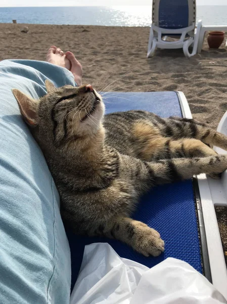 ビーチの横で人の足を押すと 彼の頭を上げると 海を前に 喜びで彼の目を閉じて猫嘘を見ることができます — ストック写真