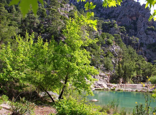 Durch Grüne Saftige Blätter Pflanzen Bäume Sieht Man Einen See — Stockfoto