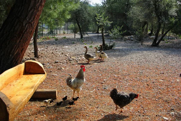 Family Hens Consisting Rooster Hens Chickens Three Goose Farm Benches — Stock Photo, Image