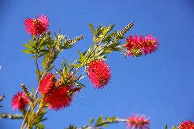 yaprak dökmeyen ağaç, çalı, callistemon, silindirik önümüzdeki parlak kırmızı, parlak mavi gökyüzü, çiçek platele arı ortasında stamens çıkıntılı