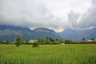 alan yeşil çimen, darı, çavdar, nadir vahşi haşhaş çiçekler, ağaçlar, dağlar, hangi biçimli bulutlar üst kısımları üzerinde özel evler çok ötesinde