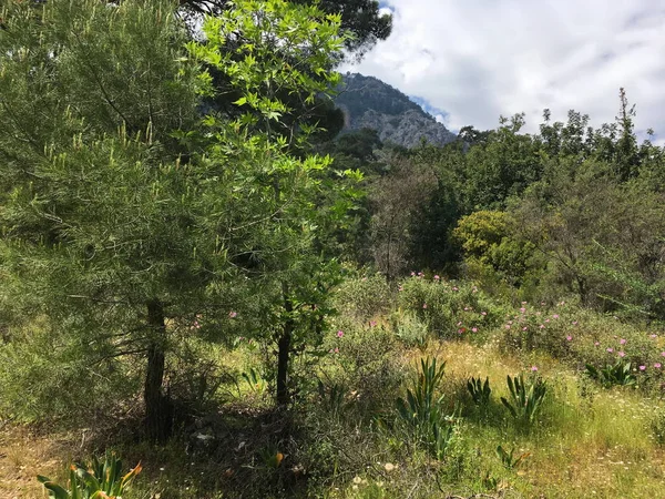 Viel Grün Wilder Wald Fuße Des Berges Nadel Und Laubpflanzen — Stockfoto