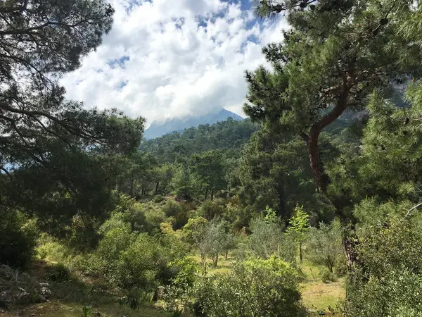 Viel Grün Wilder Wald Fuße Des Berges Nadel Und Laubpflanzen — Stockfoto