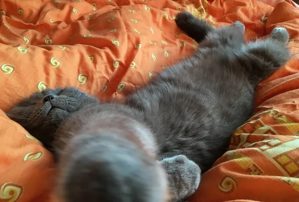 Gray Scottish Fold Cat Funny Sleeping Lying His Back Stretched — Stock Photo, Image