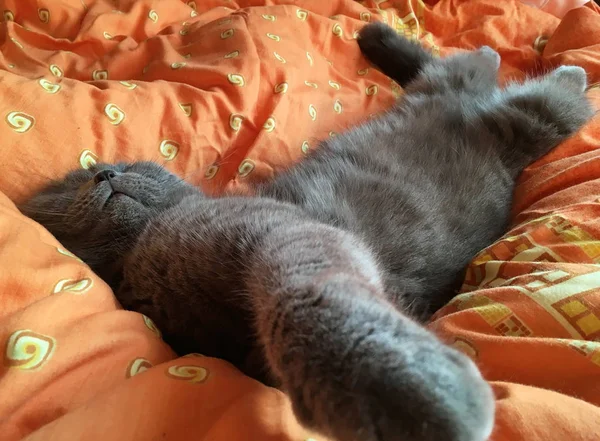 灰色スコティッシュフォールド猫面白い寝ている彼の背中に横たわって伸ばされる つの足 何かを指しているかのよう — ストック写真