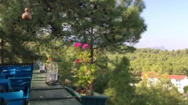 Restoranın doğasındaki çam ağaçlarının arasındaki yerleri görmek, rüzgar koni dallarını sallıyor, kaplarda pembe çiçekler, bir sürü yeşillik, mavi sandalyeler, tırabzanda cam fenerler, çam iğnelerinin kokusu eşsiz.