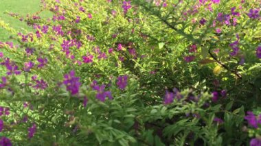 Mor çiçeklerle dolu gür çalılar, yeşil yapraklı dallar, rüzgarlar sallanıyor, yaz, sakin bir an.