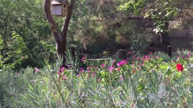 among the pine trees there is a clearing with bright flowers, a birdhouse on the tree, the wind shakes the branches, a small moth flies