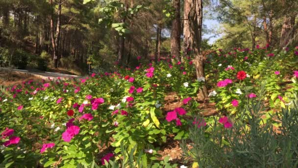 松の森 ピンク 風の間に明るい色の花を持つ草原は少し枝 太陽が輝きます — ストック動画