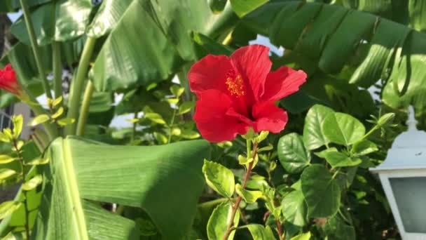 Red Hibiscus Flower Background Large Green Banana Leaves Shakes Plants — Wideo stockowe