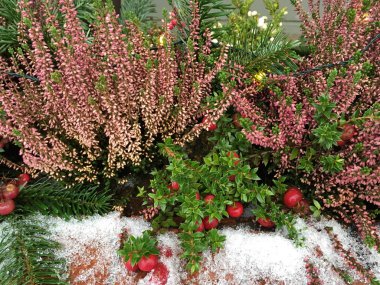 Noel, Avrupa 'da yeni yıl pencere pervazı, Heather ve Hypericum karışımı, kırmızı böğürtlenli bir çiçek, hafif karla kaplanmış, sarı ışık çelenkleri.