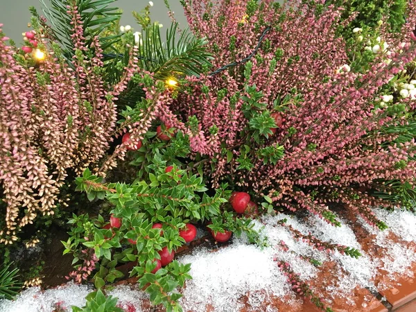 Різдвяний Новорічний Віконний Декор Європі Поєднання Хізер Гіперікума Квітка Червоними — стокове фото