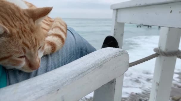 Poco Clima Sombrío Gato Rojo Estableció Dormir Regazo Hombre Sentado — Vídeos de Stock