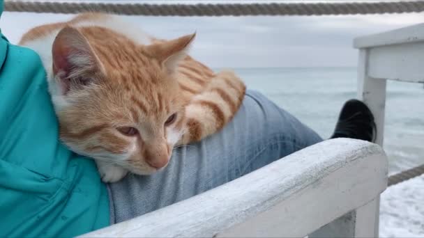 Poco Clima Sombrío Gato Rojo Estableció Dormir Regazo Hombre Sentado — Vídeos de Stock